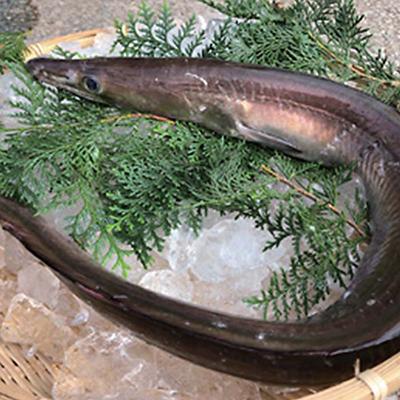 ふるさと納税 杵築市 大分県産活じめ鱧(はも)1本物 骨切り切身 たっぷり 1000g |  | 03