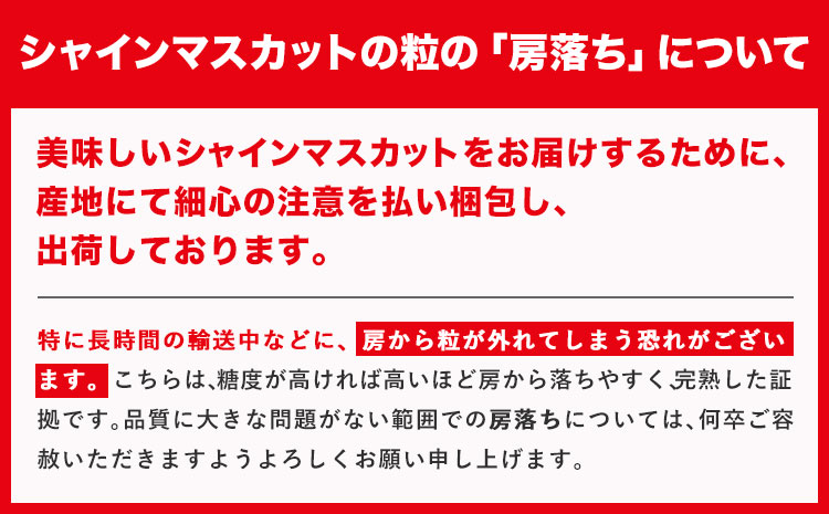 フルーツ 厳選 晴れの国定期便 シャインマスカット 3kg 白桃 2kg 2回 お届け 定期便 《ページ内記載の時期に発送》 果物 マスカット 桃 岡山県 笠岡市---kasaoka_zsytei_3