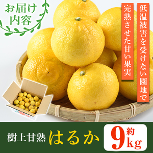 ＜先行予約受付中！2026年2月上旬以降順次発送予定＞数量限定！鹿児島県産 はるか(約9kg) 国産 柑橘 果物 果実 くだもの フルーツ 旬 デザート 期間限定 数量限定 鹿児島県産 阿久根市産 樹