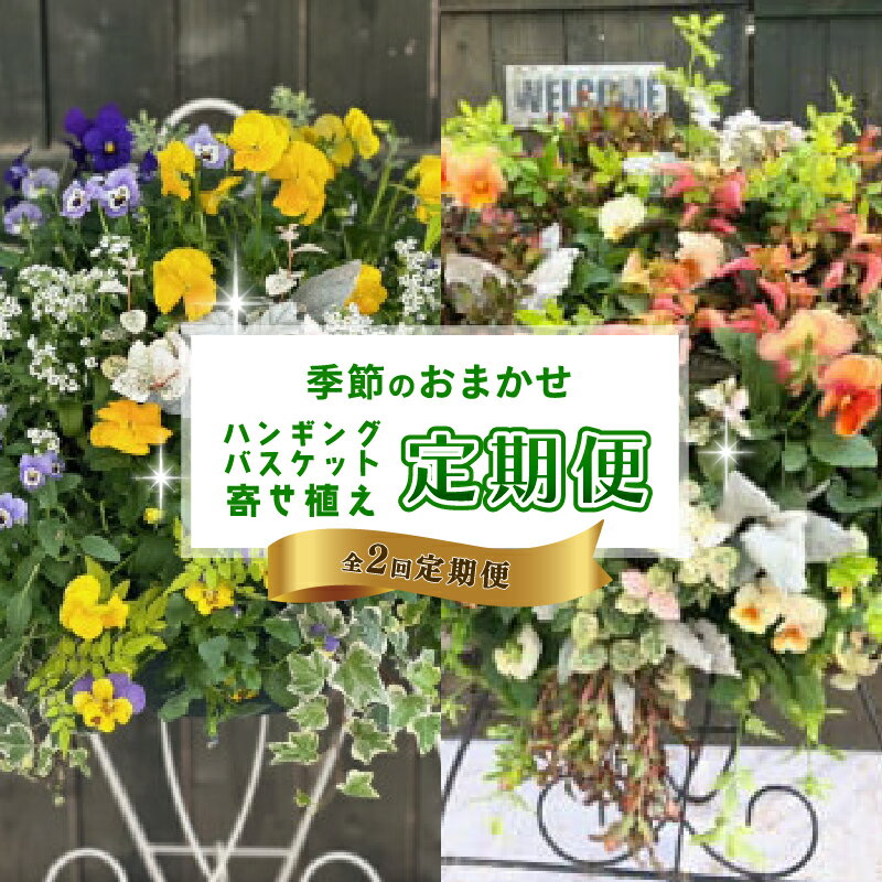 【ふるさと納税】 全2回定期便 ハンギングバスケット 寄せ植え 生花 フラワーギフト ガーデニング 植物 観葉植物 インテリア 飾り 庭 ベランダ 壁掛け 贈り物 プレゼント 四季 季節の花 花束 アレンジメント 鉢植え 藤枝市 静岡県