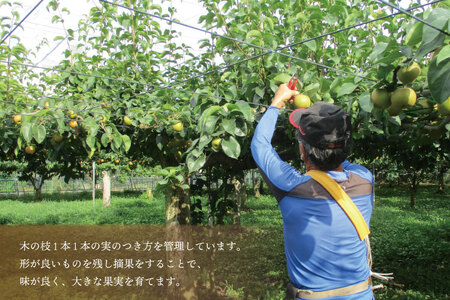 【先行予約】【数量限定】仁平果樹園の梨 「豊水」5kg (8個～14個) (9月中旬より順次配送) | 果物 新鮮 フルーツ ギフト 梨 ナシ 益子町産梨 甘い あまい 糖度11.5以上 糖度保証 果