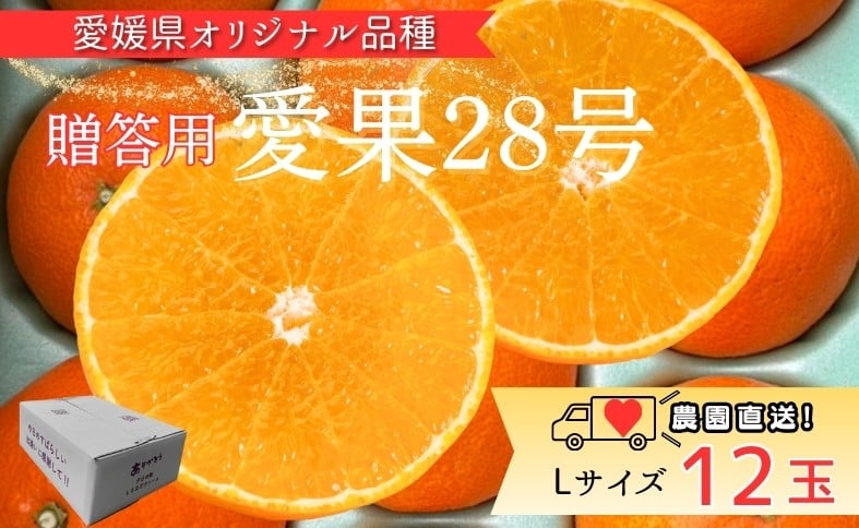 
                  みかん 愛果28号 Lサイズ 12玉 贈答用 紅まどんなと同一品種 農園直送 先行予約 【2026年11月中旬から順次発送予定】 愛媛 数量限定 愛媛県産 人気 柑橘 伊予市｜ B531
                