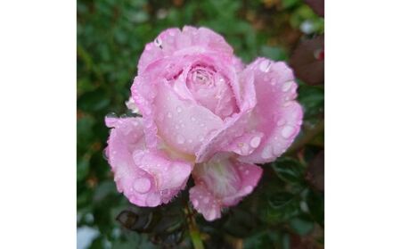 【Apple Roses】バラ苗『ラフ・メイカー』大苗6号ポット植え 苗木 植物 HNNH004