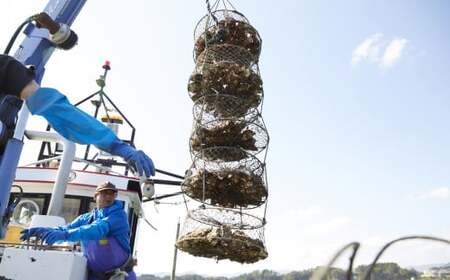かき小屋広田湾の冷凍むき身牡蠣 500g×3袋 加熱調理用 【 かき カキ 海産物 魚介類 小分け 料理 カキフライ 鍋 】 RT2873