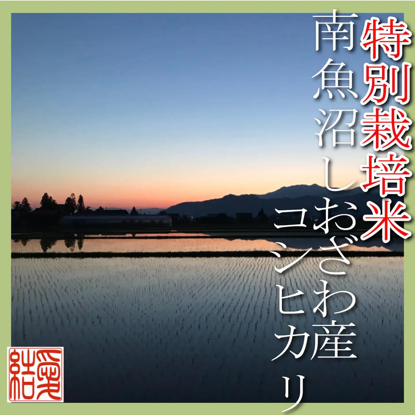 【令和7年】【定期便10Kg×12ヶ月】【特別栽培米】 契約生産者限定  南魚沼しおざわ産コシヒカリ｜こしひかり