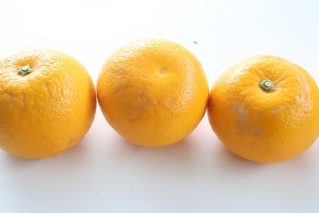 【訳あり・ご家庭用】はっさく（八朔）約5kg 和歌山産