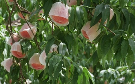 No.1819もも「川中島白桃」約3kg【2026年発送】