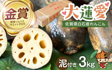 泥付きれんこん 大蓮愛 3kg 池上ファーム れんこん 先行予約 2026年11月～発送  [IDN001]
