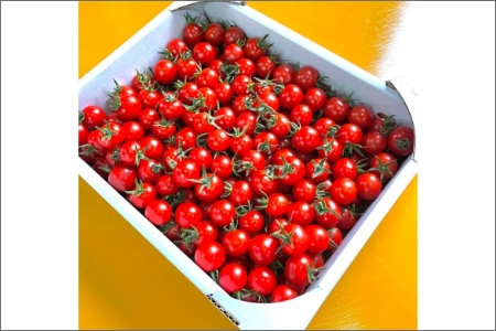 ミニトマト（キャロルセブン）2ｋｇ