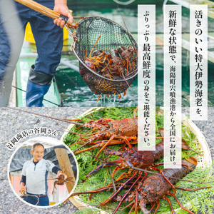 伊勢海老 特大 約1.4kg 約700g×2尾 伊勢えび 伊勢エビ いせえび イセエビ 海老 えび エビ 海鮮 海産物 海の幸 おせち 高級 国産 海鮮 ギフト 【配送日指定】