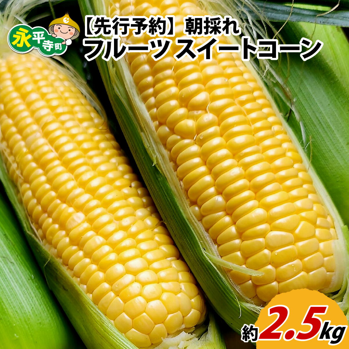 【ふるさと納税】【先行予約】永平寺町産朝採れフルーツスイートコーン厳選　高糖度【2025年7月より順次発送】 [A-050001] / 永平寺町 野菜 旬 お取り寄せ とうもろこし トウモロコシ コーン 味来90 ピクニックコーン