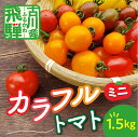 【ふるさと納税】《先行予約》令和7年産《期間限定・数量限定》飛騨産 トマト ミニトマト カラフルキュートなミニトマトの詰め合わせたっぷり1.5kg！ [Q216_25]12000円