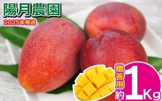 2025年発送【陽月農園】　贈答用マンゴー 約1kg フルーツ 果物 期間限定 数量限定 先行予約 南国 プレゼント お土産 おみやげ ギフト くだもの 沖縄 おきなわ 青果 デザート おすすめ 人気 冷蔵 夏 スイーツ