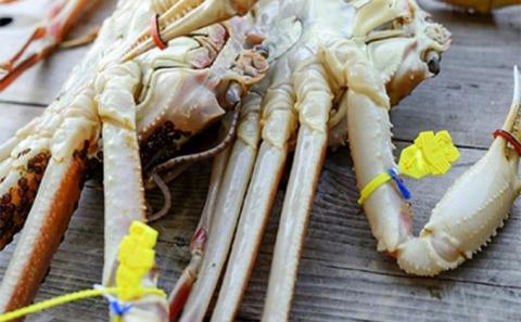 茹でズワイガニ　約1kg（1‐3杯）脚折れ含む ずわいがに ズワイガニ ボイルガニ 蟹 かに カニ