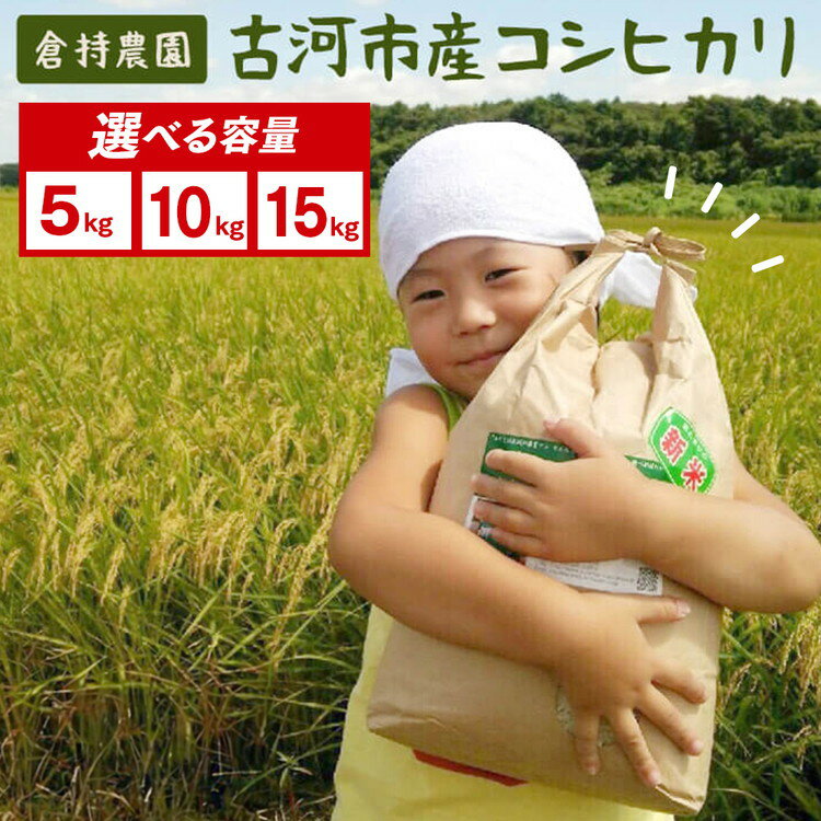 【ふるさと納税】＼選べる容量／【令和7年産】古河市産　コシヒカリ【倉持農園】 | こめ コメ 米 白米 精米 ご飯 単一米 国産 茨城県産 古河市産 おいしい 定番 ギフト 贈答 贈り物 お祝 ご褒美 プレゼント 記念日 景品_AN01_AN02 _AN03 ※2025年11月上旬頃より順次発送予定