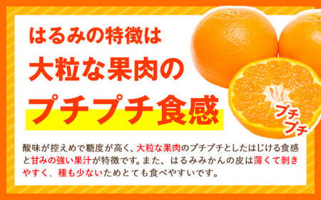 みかん 濃厚はるみ 約5kg (M～3Lサイズおまかせ) 
