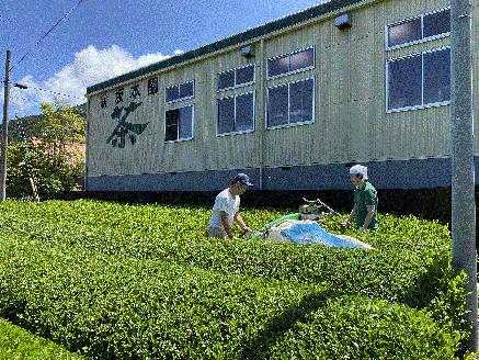 いりたて焙じ茶　紐付きティーバッグ5袋