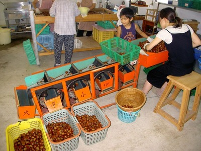 【2025年10月中旬より発送】生粋丹波栗　巻次のくり　中 L　1.0ｋｇ | 兵庫県 丹波篠山市 プレミアム栗 期間限定 お取り寄せグルメ 高級 特産品 名産品 マロン 関西 西日本 GDT005