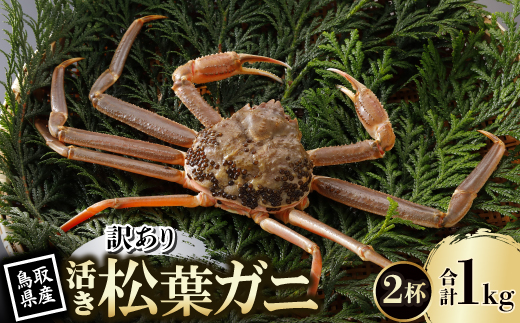 【先行予約】鳥取県産 訳あり 活 松葉がに 500g×2杯(中村商店)25年12月・26年1月発送【配送不可地域：離島・北海道・沖縄県・東北・信越、北陸】