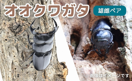 サステナブル オオクワガタ オス メス 成虫 オオクワガタ