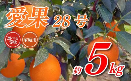 【先行予約】愛果28号 5kg みかん 紅まどんな 紅マドンナと同品種 果物 フルーツ 愛媛県 【11月下旬～12月下旬発送】【OS0032】