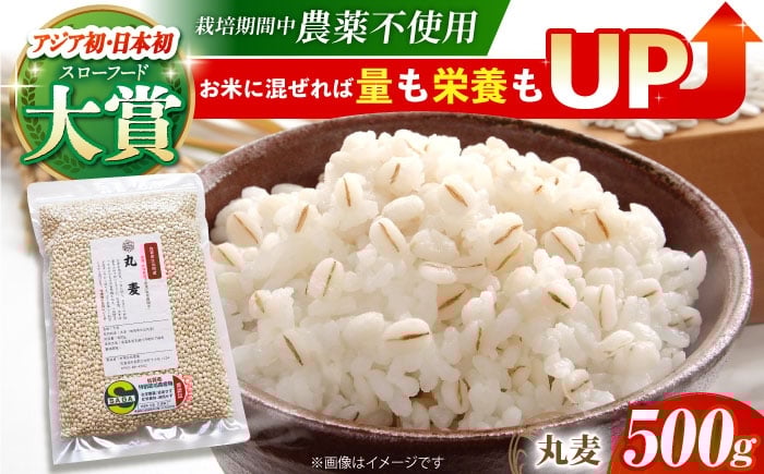【栽培期間中農薬不使用】丸麦 500g＜1等麦使用＞江北町産 サチホゴールデン【葦農】[HAJ012] / 麦 雑穀 雑穀米