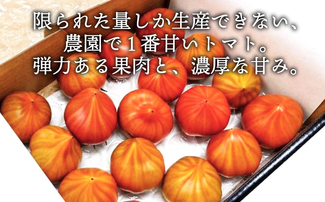 たかしまフルーティトマト 糖度10度以上 ！「ハートの女王」1kg箱 ×1