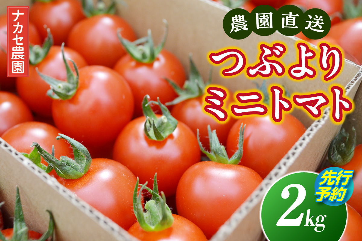 【先行予約】≪2027年1月より順次発送≫農園直送 つぶより ミニトマト 2kg入り｜トマト プチトマト 甘い 野菜 産地直送 愛知県 東浦町