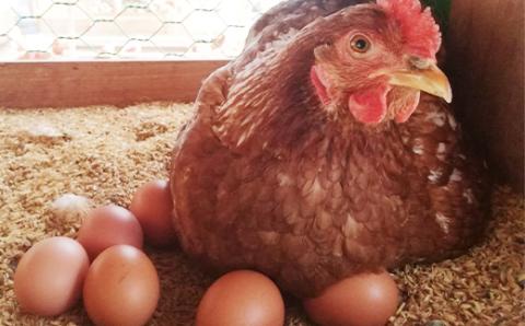 【北海道産】毎日食べたくなる平飼いたまご160個【配送不可地域：離島】