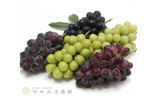 
                  旬の葡萄詰め合わせ　2.5kg以上　3房～6房（MS）【2026年発送】D-120
                