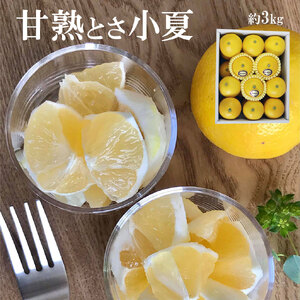 ＜先行予約＞甘熟とさ小夏 約2.7kg S～Lサイズ 特選品 贈答用 果物 柑橘 フルーツ こなつ 小夏 すくも小夏 宿毛小夏 みかん 高知県 土佐市 お取り寄せ 産地直送 おいしい 美味しい ギフト