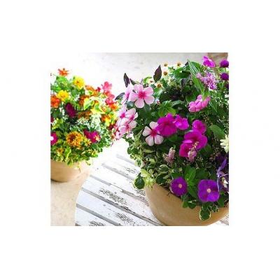 ふるさと納税 山口市 花うるるのおまかせプレミアム寄せ植え C102 |  | 01