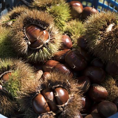 ふるさと納税 かすみがうら市 【先行受付】かすみがうら市産　生栗　2Lサイズ　3kg |  | 03