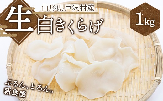 
                  ≪2027年先行予約≫山形県 戸沢村産 生白きくらげ 1kg 2027年7月上旬から順次発送 国産 木耳 キクラゲ 茸 きのこ 中華 料理 食品 自宅 家庭 F7W-0519
                