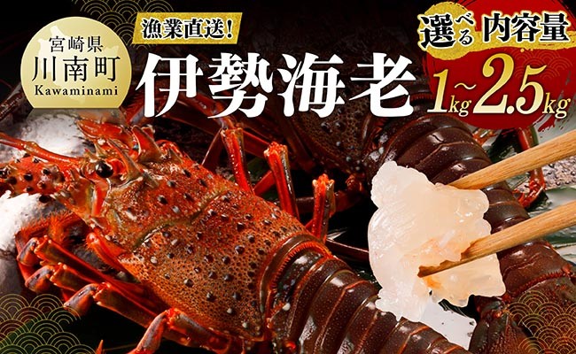 
                  ※内容量が選べる※【漁協直送！】伊勢海老  【 魚介 伊勢海老 イセエビ 】
                