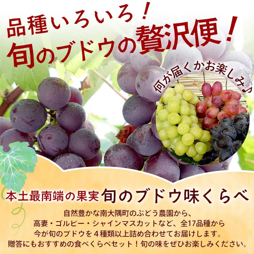 【期間限定!数量限定!】今が旬！ブドウ味くらべ約3kg (6～7房) TE710｜産地直送 旬 ブドウ 葡萄 ぶどう フルーツ 果物 くだもの 果実 食べ比べ 鹿児島県 南大隅町 有限会社ティエラ　