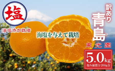 海塩を与えて栽培した 青島みかん 予約受付 12月下旬 順次発送 訳あり 青島 みかん 計 5kg 傷み補償分 200g 付き 蜜柑 柑橘 西浦 みかん オレンジ 果物 フルーツ 沼津市 静岡県