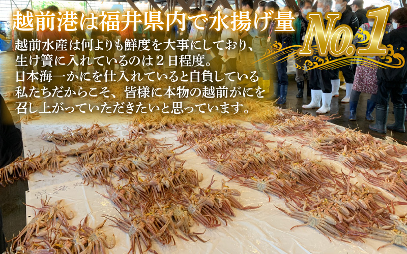 【産地直送】先行予約！ 福井の冬の王様！越前がに 700〜800g  2024年11月15日以降発送