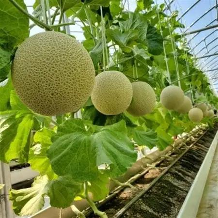 【まるでメロン!驚異の果汁70%】まんまジェラート ～マスクメロン～ 100ml×5個【配送不可地域：離島】【1494650】