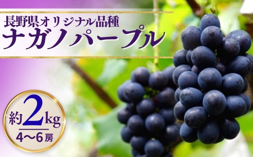 【2026年先行予約】ナガノパープル 約2kg（4~6房）※最低1.8kg以上｜ 果物 フルーツ 黒ぶどう 葡萄 ブドウ 種無し 種なし 皮ごと 千曲市 長野県 信州