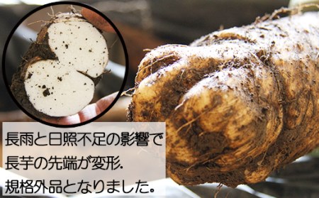 変色しない！ 訳あり 土付き 長芋 4kg 【ながいも一筋 マル庄】 ／ とろろ 山かけ 訳アリ