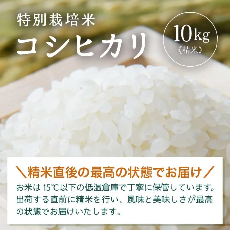 【先行予約】【令和8年産】 特別栽培米 コシヒカリ 精米 10kg×1袋（計10kg）※2026年9月下旬より順次発送 [aw121-b005]