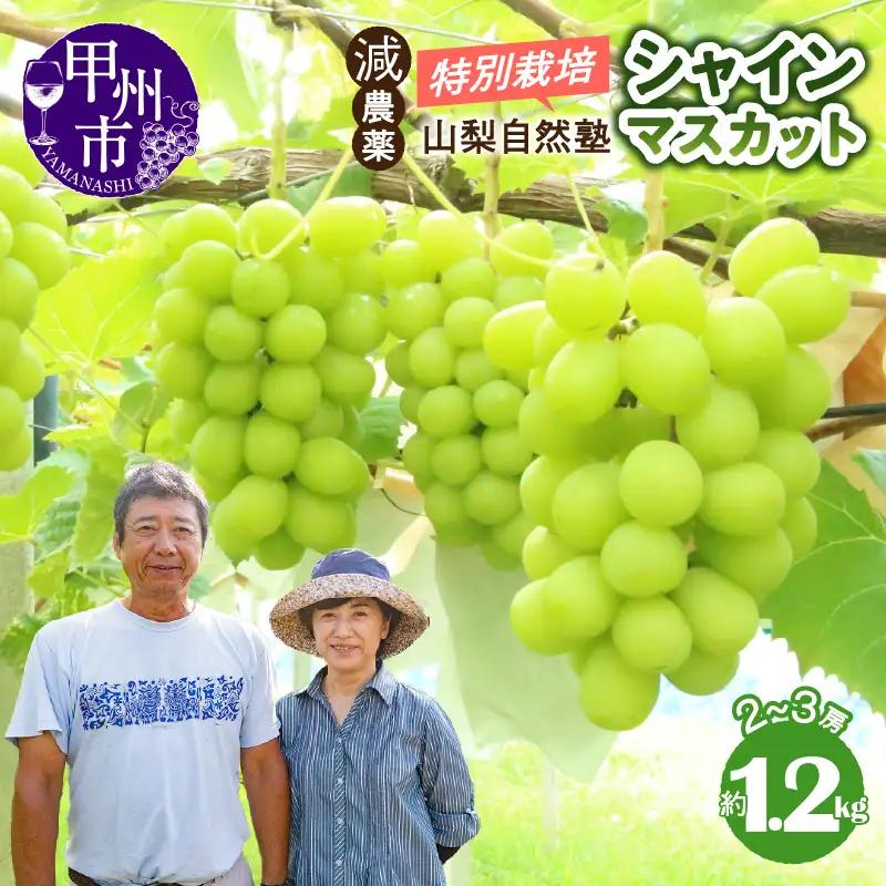 「特別栽培」やまなし自然塾の甲州市産シャインマスカット約1.2kg【2025年発送】（YSGK）B12-163 【シャインマスカット 葡萄 ぶどう ブドウ 令和7年発送 期間限定 山梨県産 甲州市 フルーツ 果物】