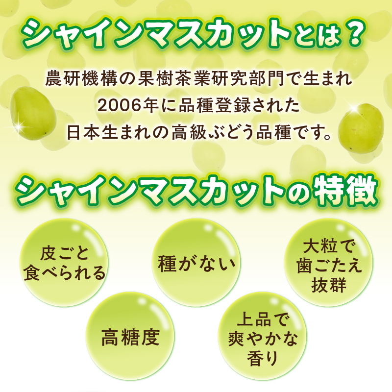 【先行受付】【2026年発送】九州福岡フルーツ王国八女　訳ありシャインマスカット 約1.4kg【数量限定】＜配送不可：北海道・沖縄・離島＞ 数量限定 約1.4kg 自宅用 訳あり 果物 くだもの フル