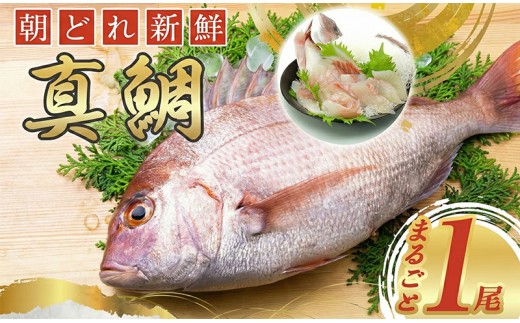真鯛 タイ 1尾分 まるごと 鯛 タイ たい tai マダイ まだい 養殖 お祝い 刺し身 刺身 お刺身 鯛めし 鯛茶漬け 鯛しゃぶ 塩焼き 煮付け 焼き物 アレンジ 冷蔵 新鮮 産地直送 三重県 南伊勢 伊勢 志摩 城水産 内蔵処理済み 8000円 8千円