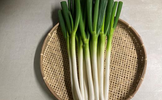 大学生が栽培した白ネギ(泥なし)