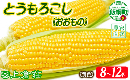信州産 朝採り【 黄色 】 とうもろこし 8本 ～ 12本 ( 品種 おおもの ) 上倉荘 配送先は本州限定 2025年8月上旬頃から2025年9月中旬頃まで順次発送予定 信州 トウモロコシ コーン おおもの 野菜 黄色 イエロー 13500円 長野県 飯綱町 [0763]