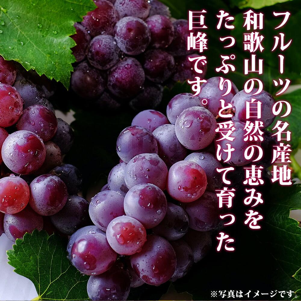 巨峰ぶどう約2kg　紀州和歌山産【2025年8月下旬以降発送予定】【UT88】