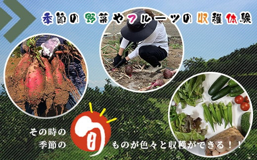 
【自然豊かで見晴らし最高！！】農業体験と宿泊プラン（１名様分）　佐賀県鹿島市　民宿　みんなの家
