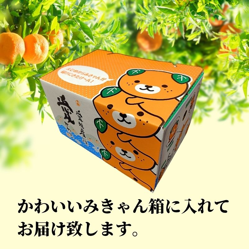 【2027年2月下旬頃から順次発送】甘夏 家庭用  約2.5kg | 愛媛 愛媛県産みかん 蜜柑 ミカン mikan みかん あまなつ  柑橘 お取り寄せ グルメ 期間限定 数量限定 酸味 果物 旬 